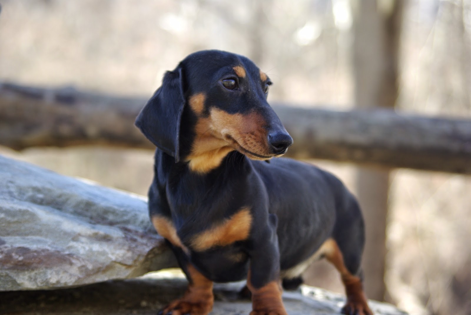 Snickers ~ Reevesdachs Miniature Dachshunds