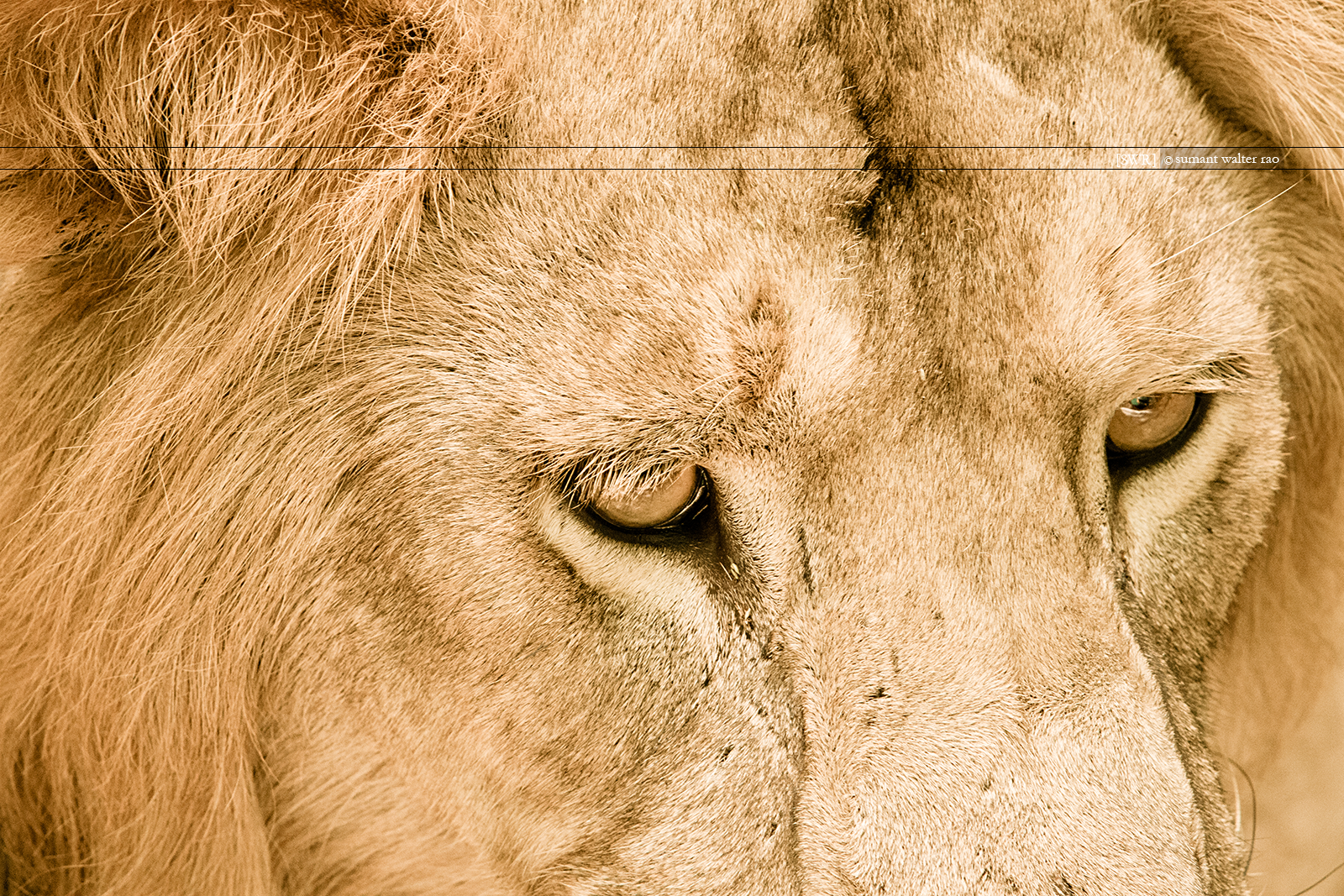 Sumant Walter Rao Photography: Into The Wild - Jungle Cats - Lions ...