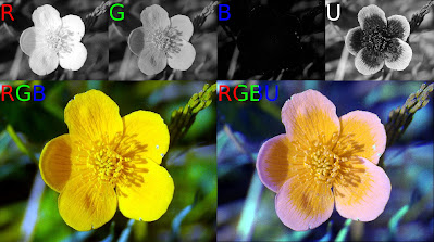 Single small flower seen in red, green, blue, and UV frequency ranges at top. At bottom-left is an image built from the RGB channels. At bottom-right a version of the image built from RGB and UV channels.