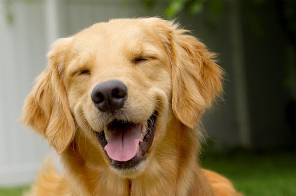 dog side stories: Πόσο ευτυχισμένος είναι ο σκύλος σας;