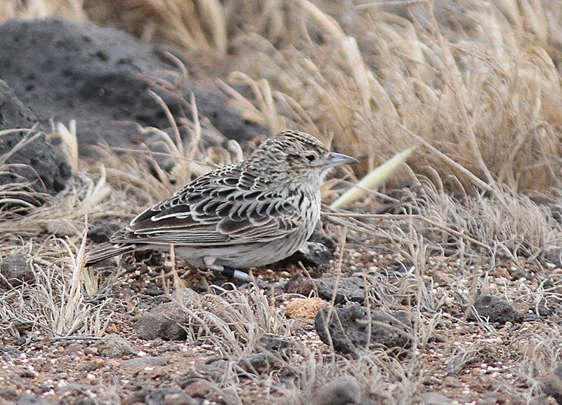 Birding the edge: Cabo Verde 2 - Raso Larks