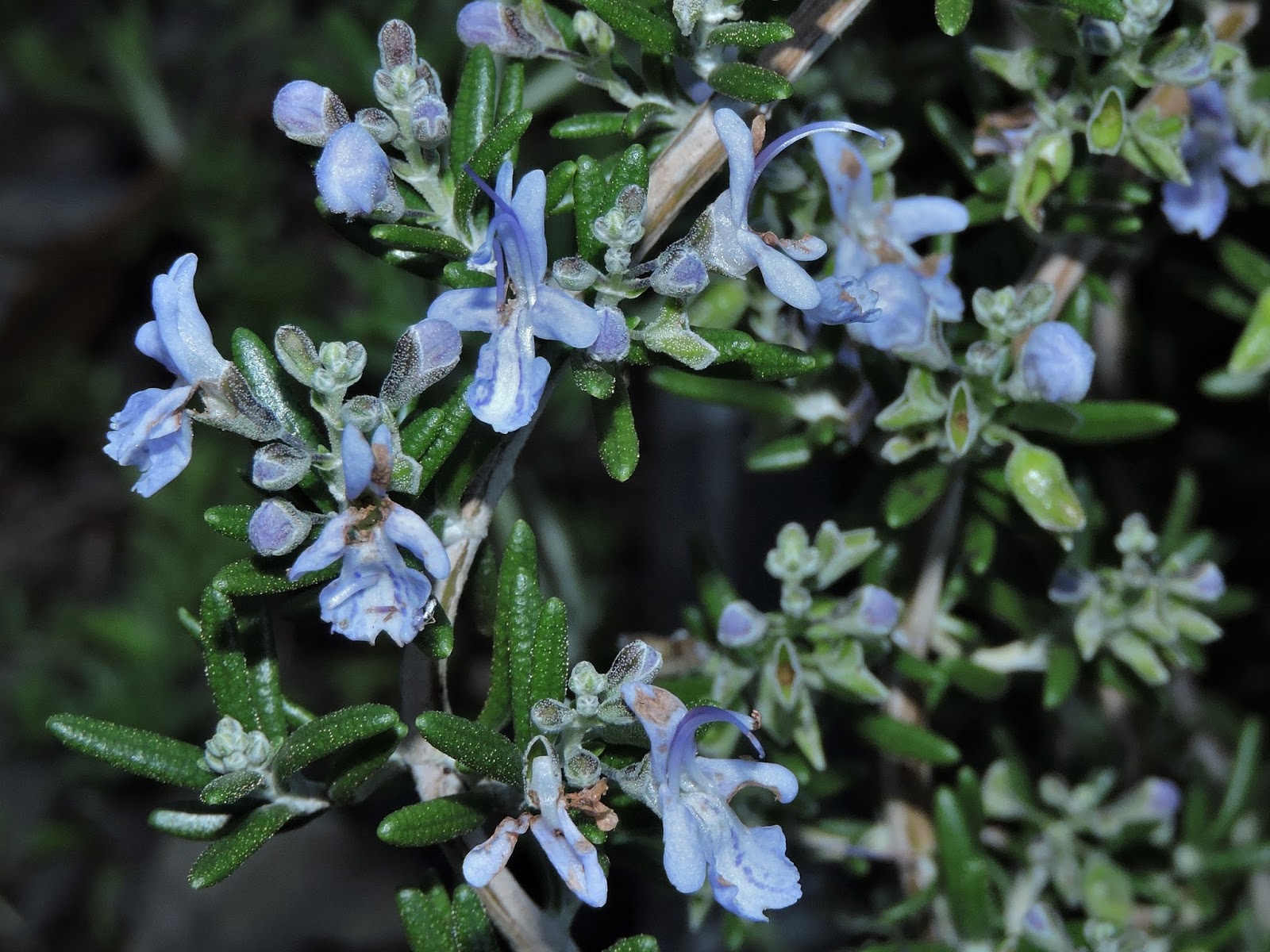 Winter Interest Shade Plants