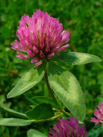 Red Clover: Traditionally used in folk medicine to treat inflammation of the skin. Red clover skin creams have been used to successfully treat skin conditions like eczema, psoriasis, and other types of rashes.