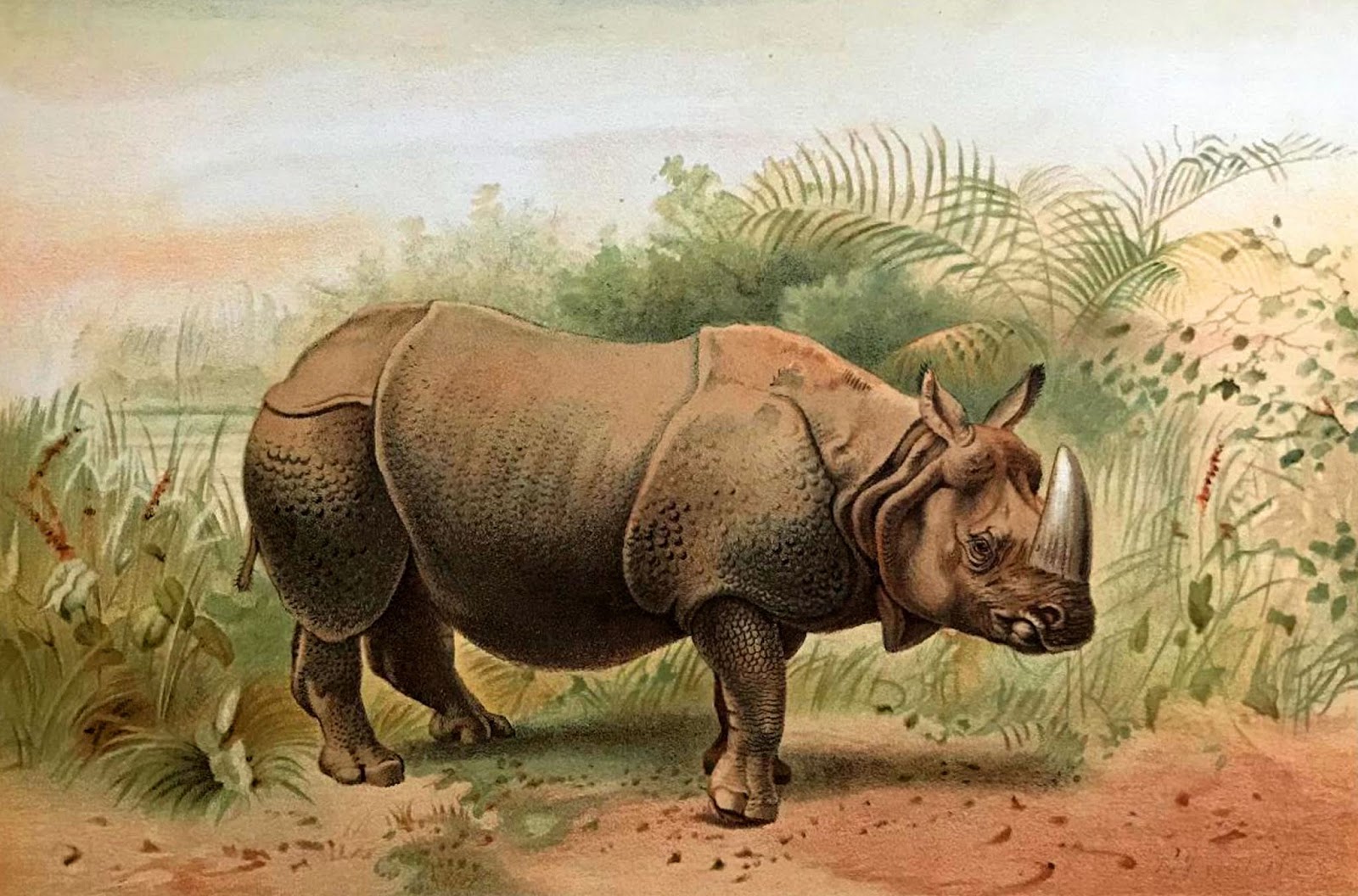 rhinoceros drawing rhinoceros drawing