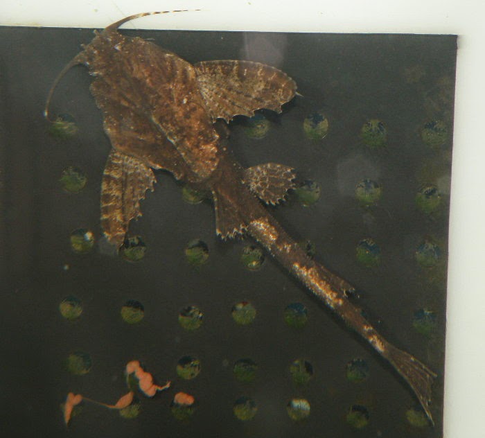 金魚&水族快訊Goldfish & Aquarium Messages 巴西斑鳩貓(Bunocephalus amaurus)