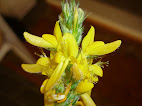 Genista hirsuta