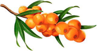 berry