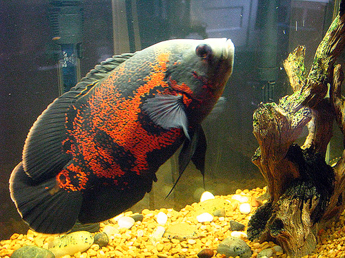 Shamudra Bilash Cichlid Fish