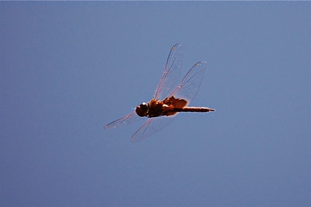 The Insect Diary: Common Glider Dragonfly: Trapezostigma loewii