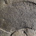 Fóssil animal mais antigo do mundo, de meio bilhão de anos, é descoberto