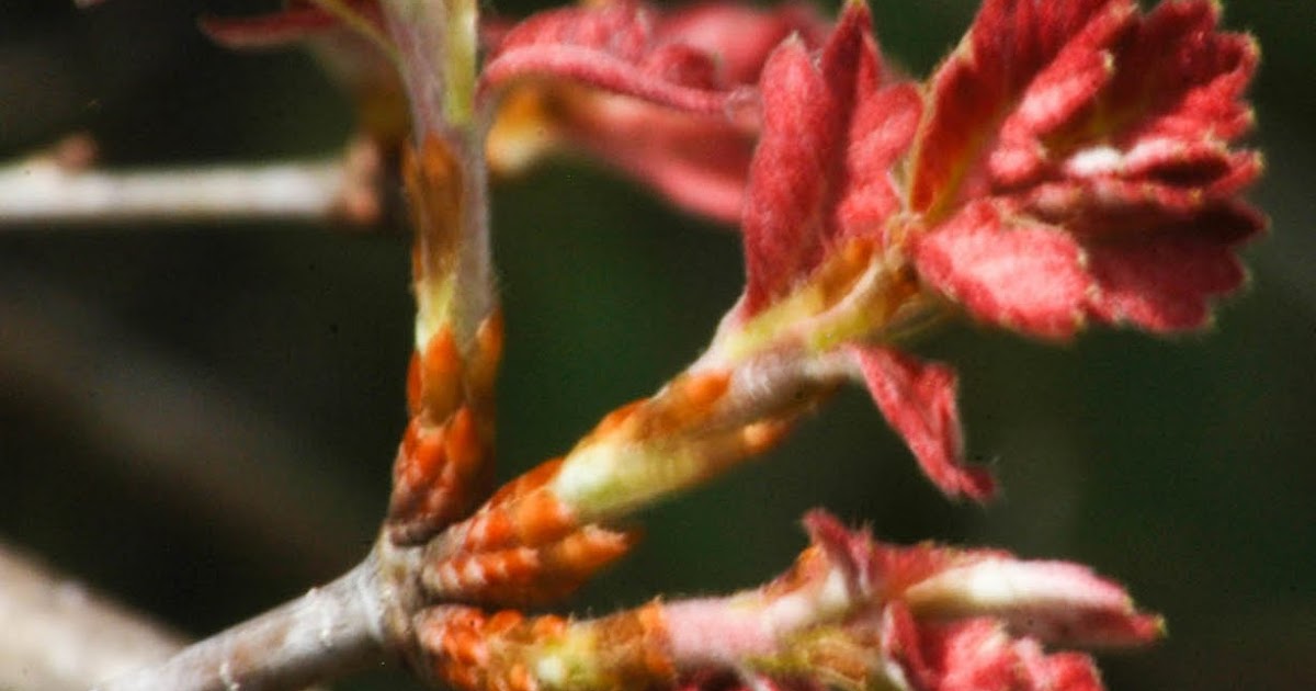 A Year With the Trees Chestnut Oak Quercus montana