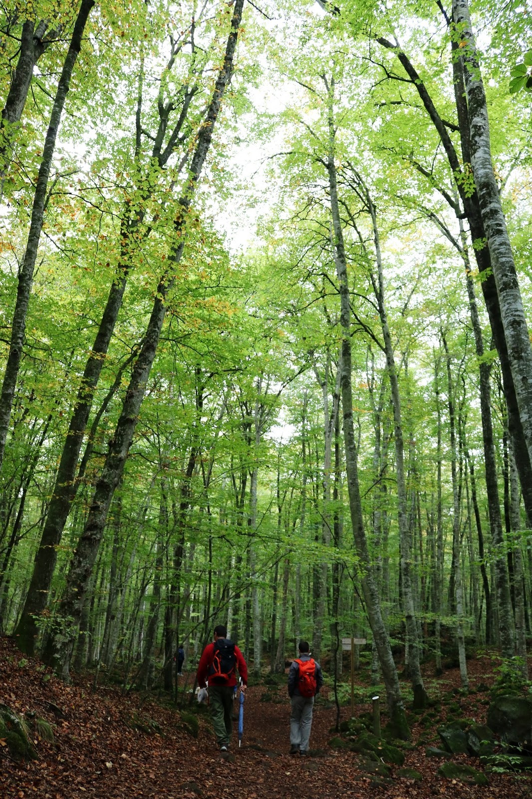 Alpinismo al Viento: Ruta La Fageda d'en Jordà y Zona Volcánica de La ...