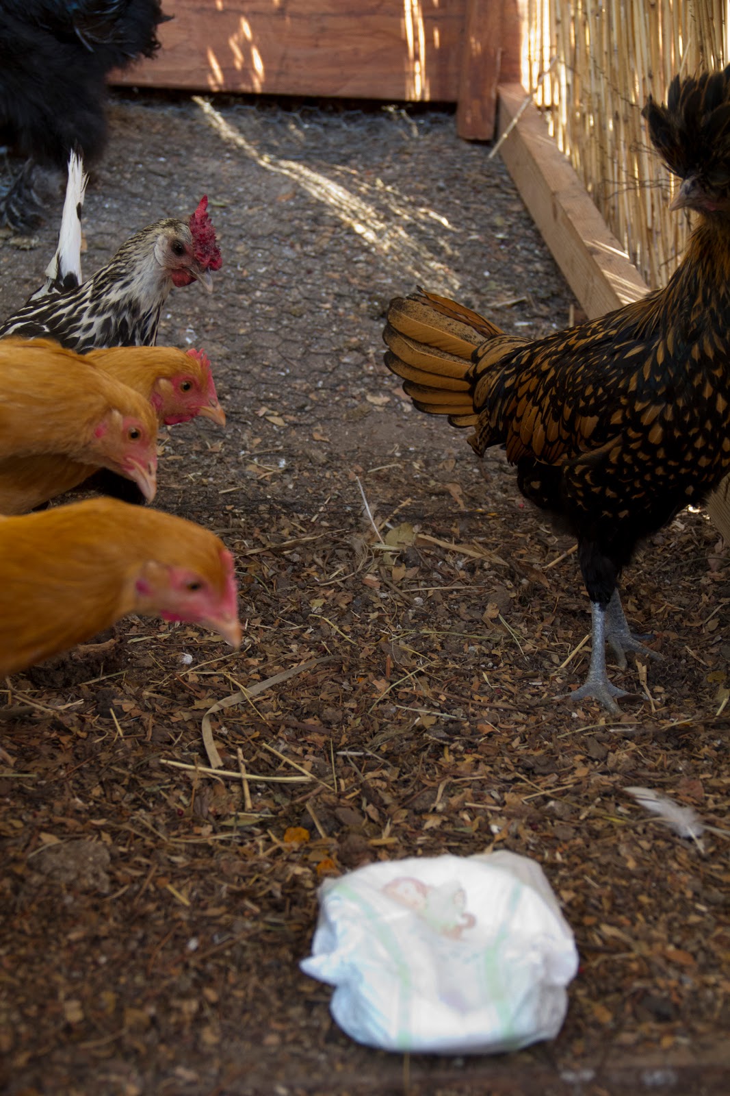 Chicken Women Chicken Diapers What chicken-women-chicken-diapers-what
