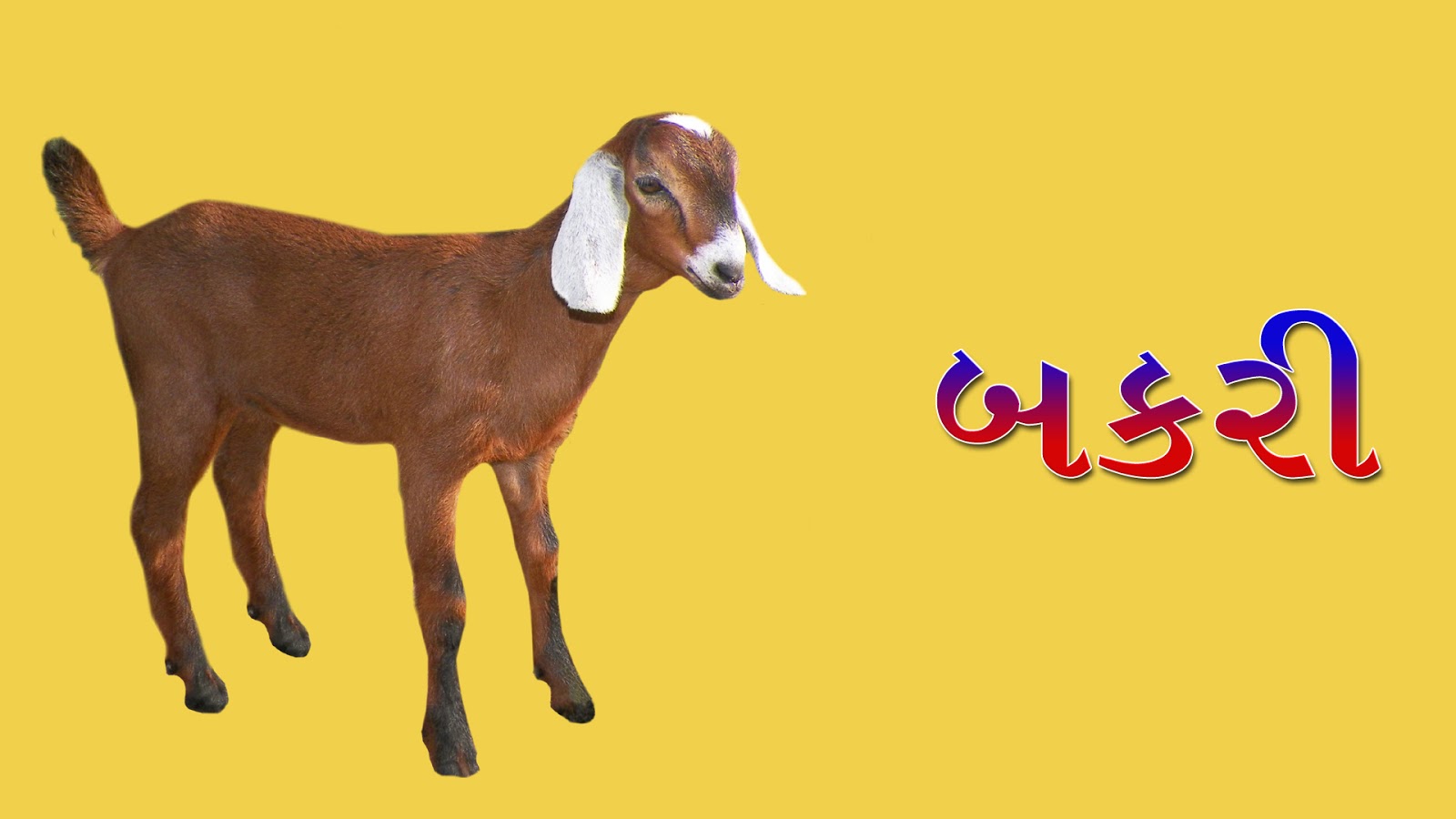 The name of pets In Gujarati , palatu prani name in gujaratiगुजराती