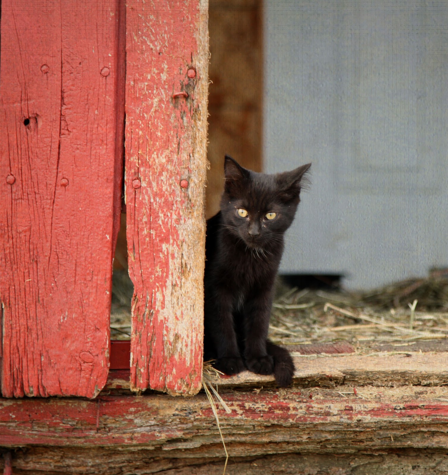 From the Desk of Ed Boks YHS program helps feral cats, provides safe