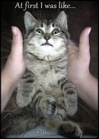 Art Cat GIF with caption • At First I was sad but then I was happy :) • MEME • but then happy, with a cute smile Art Cat GIF with caption • At First I was sad but then I was happy :) • MEME • but then happy, with a cute smile