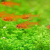 The 10 Best Aquascaping Fish