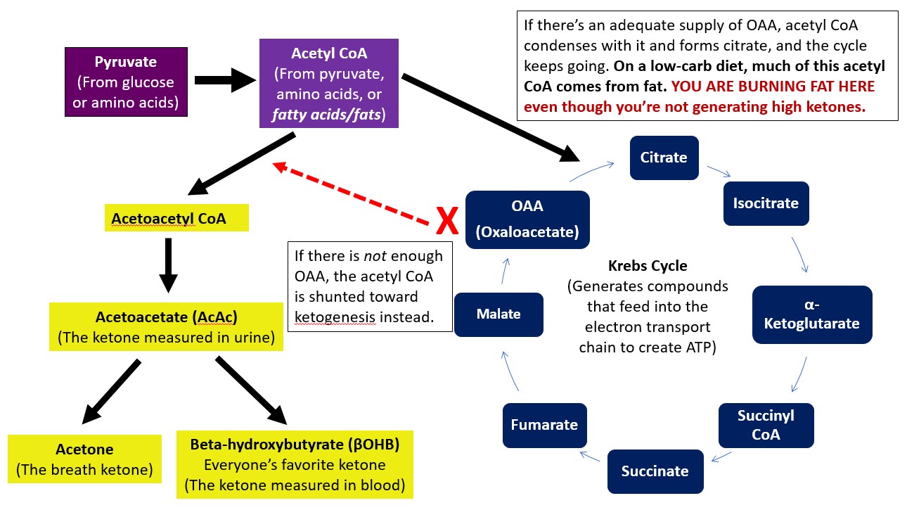 Tuit Nutrition: Ketogenesis, Measuring Ketones, and Burning Fat vs