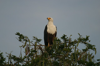 Look to the skies and marvel at our African Birds