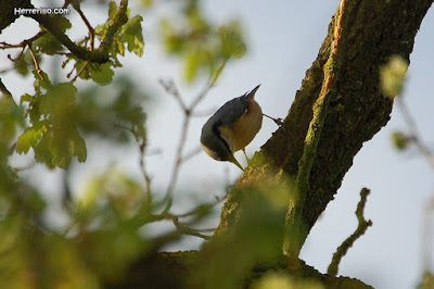 Pica-soques blau (Sitta europaea)