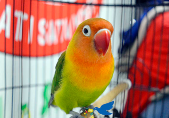 Tips berburu lovebird konslet, mengetahui ciri, dan