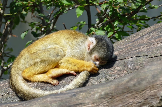 Schwalbenschwanz & Co.