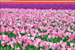 Tulip fields