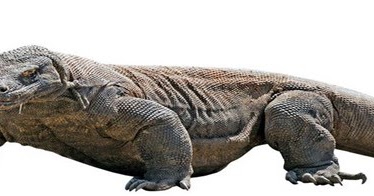 Gmes English Report Text Teks Report Dalam Bahasa Inggris Contoh Report Text Generic Structure Of Report Text