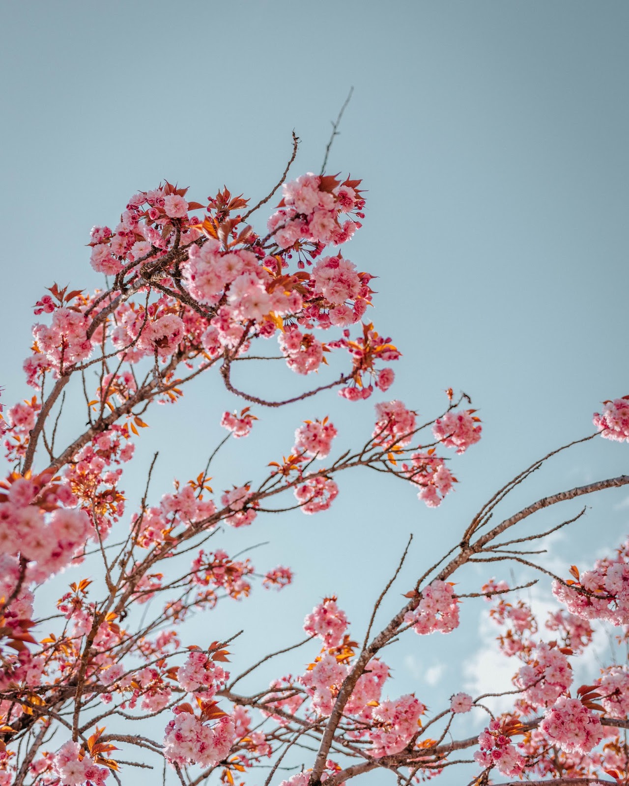 cherry blossoms, vancouver, best cherry blossoms, vancity, travel blog, hanami