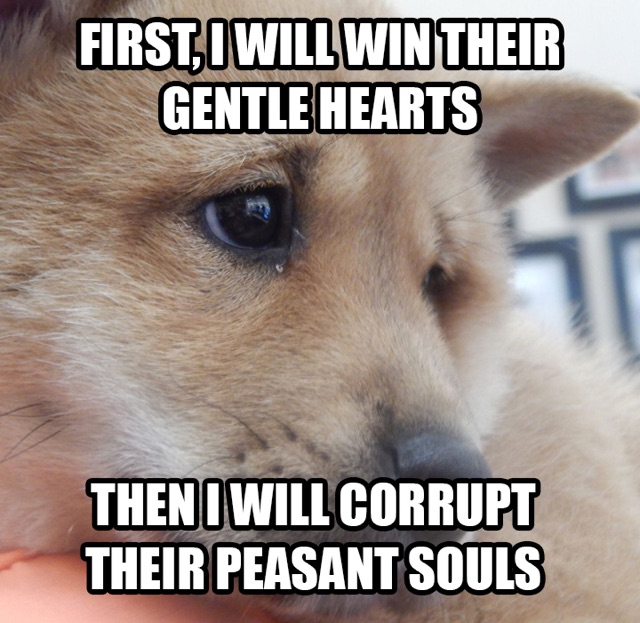 The Shiba Inu Puppy - A New Meme Just For You ...