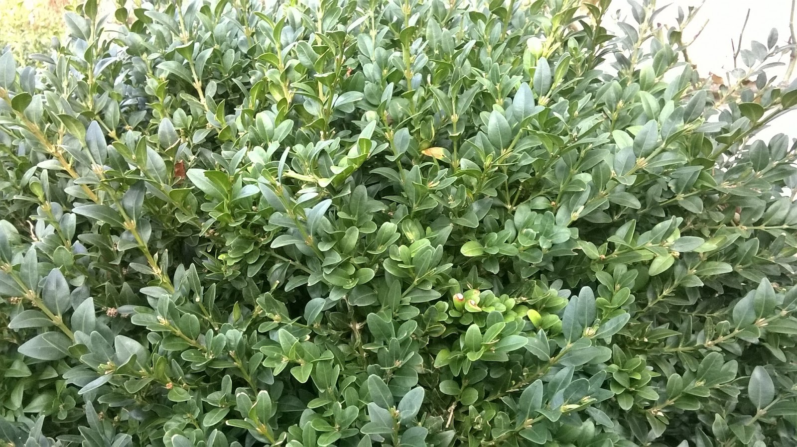 boxwood blight treatment boxwood blight treatment
