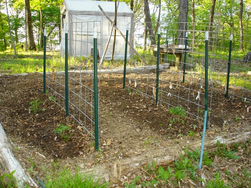 MOVING ON TO THE PAST Fishing Line Fence Deer