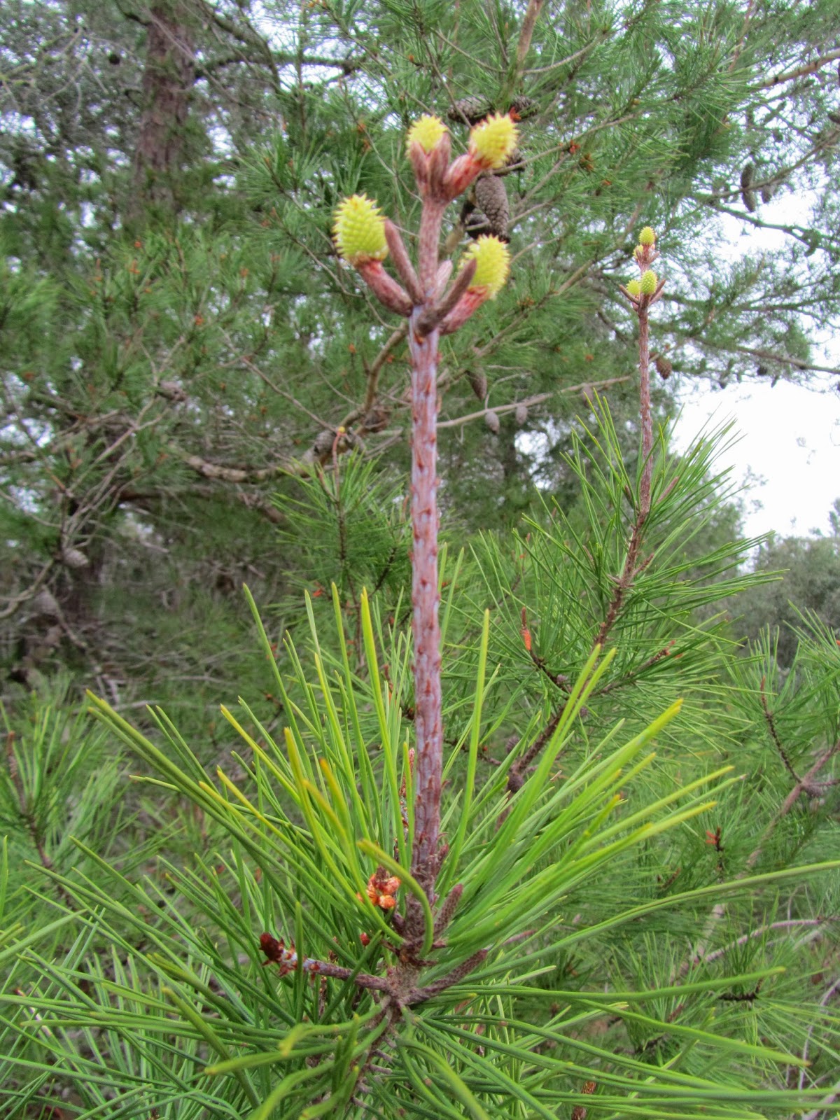 Nature Is Real: Mike Roess Gold Head Branch State Park