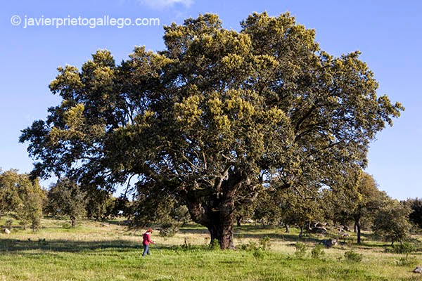 Ecina centenaria cerca de la localidad de Gema de Yeltes. Salamanca. Castilla y León. España. © Javier Prieto Gallego