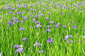 purple iris,flowers