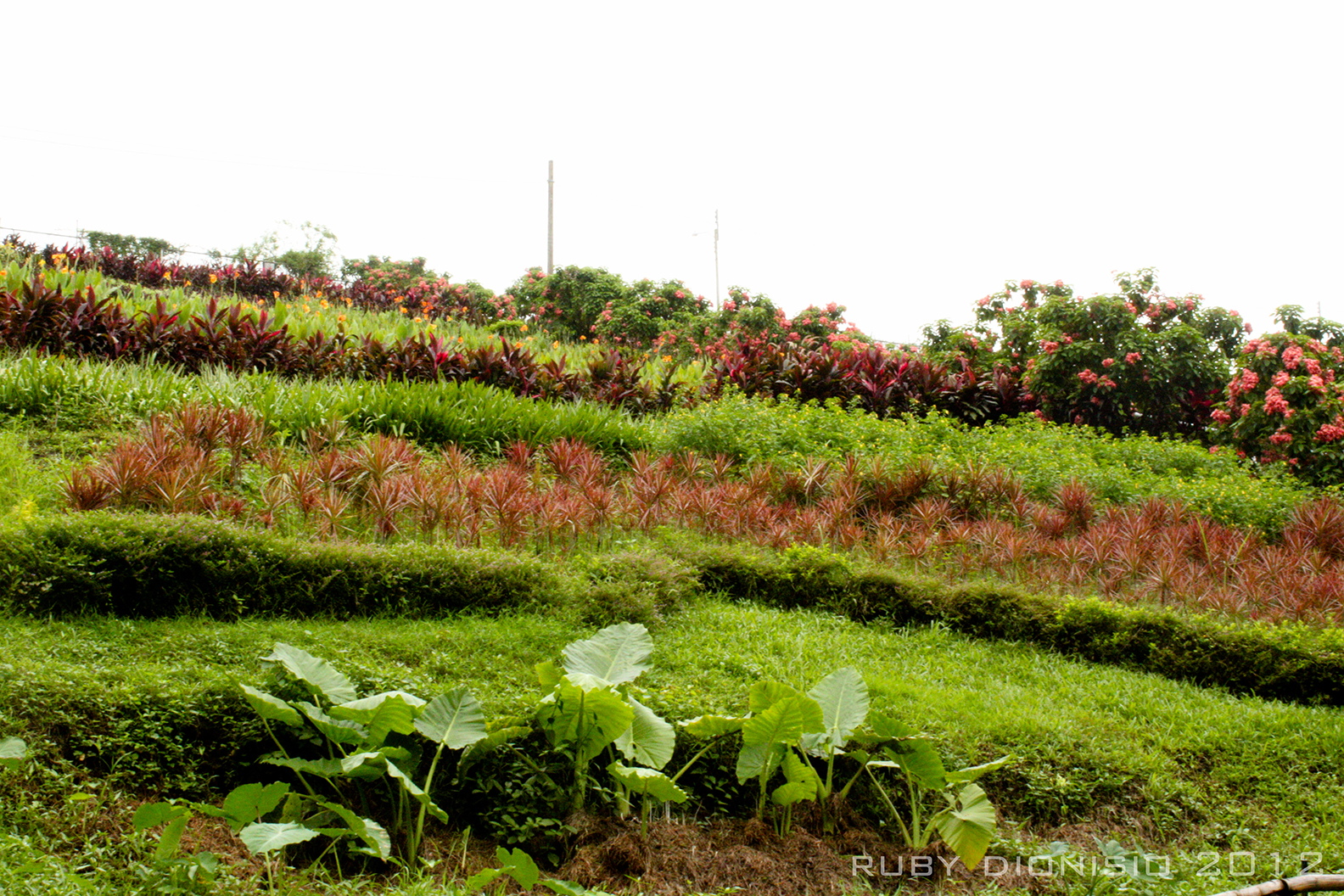 Philippines 21st Century Parks La Mesa Ecopark