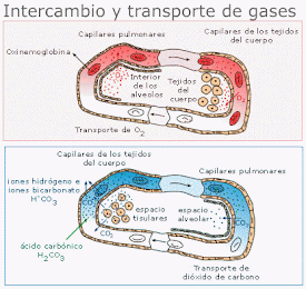 Transporte de Gases