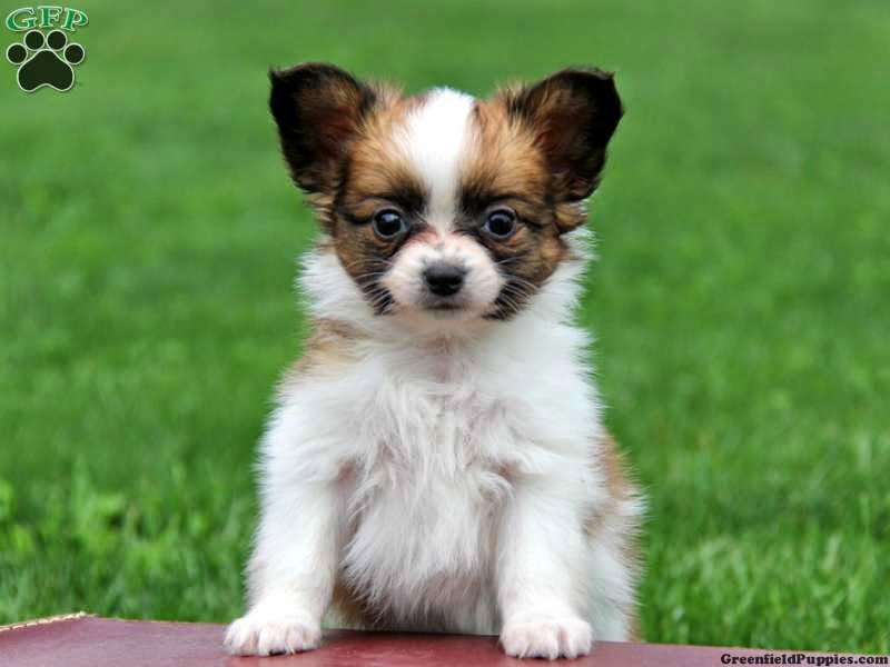 Papillon dogs and puppies  pictures, wallpapers and information.