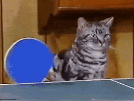 Gatos melhores pets