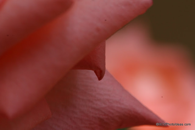 Sun lighted rose petal closeup