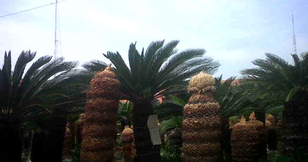 Jual Pohon Sikas | taman minimalis - Tukang Taman - JUAL TANAMAN HIAS