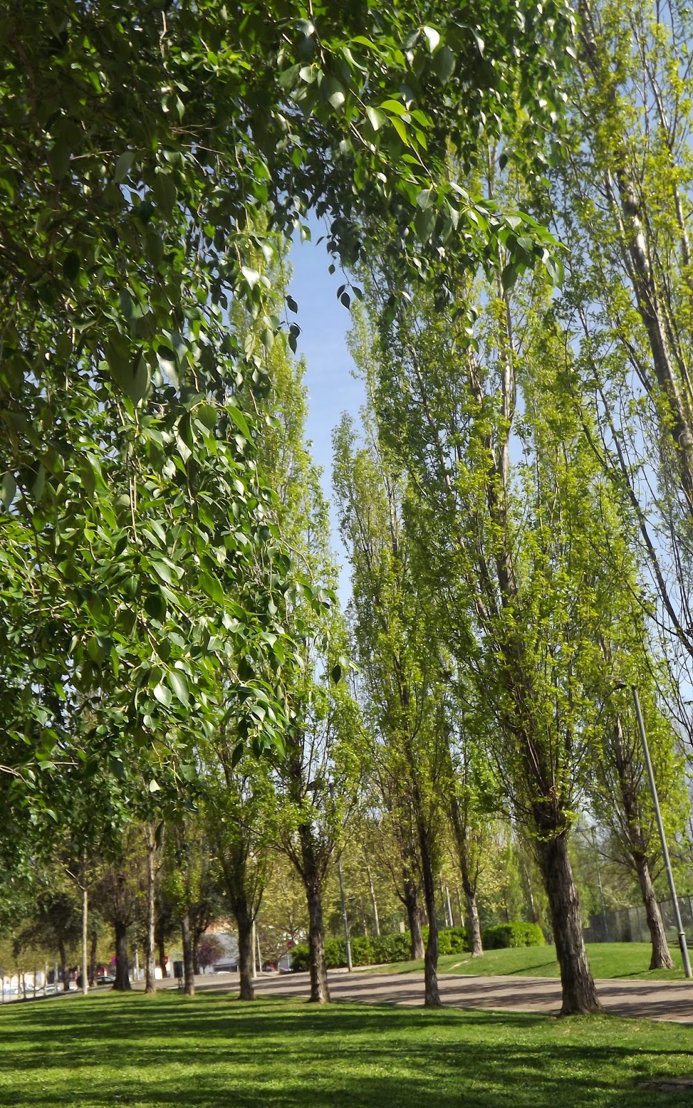 Un vergel en la ciudad: Delicadas ramas escogidas...