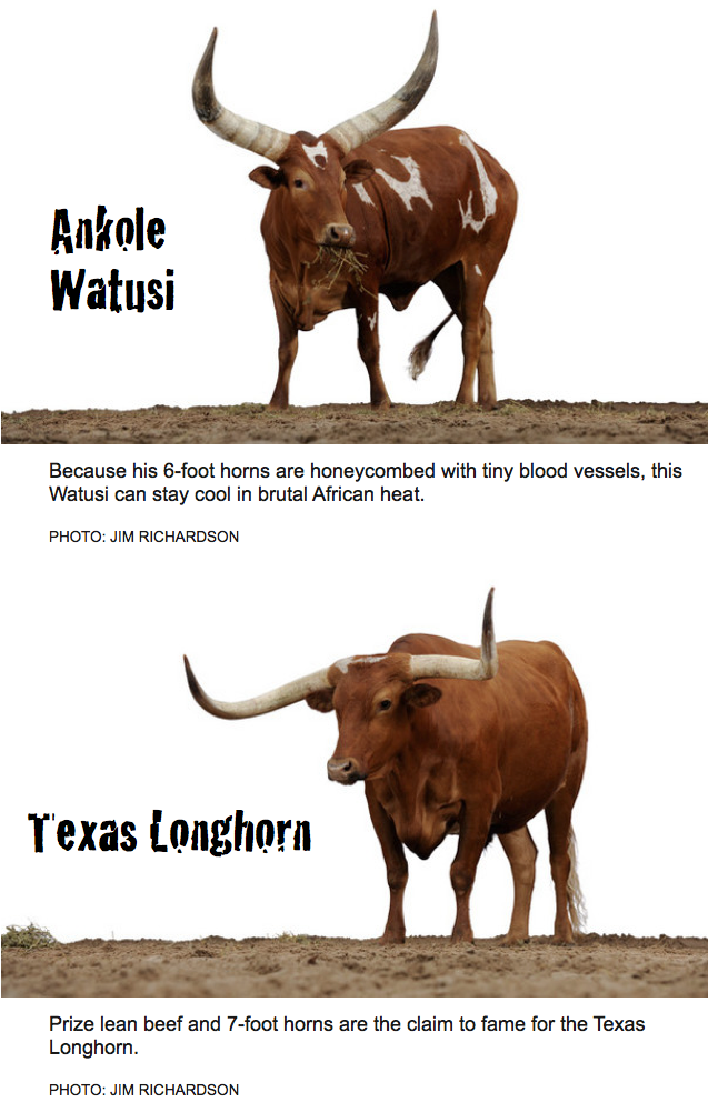 Strange Cattle You Never Knew Existed