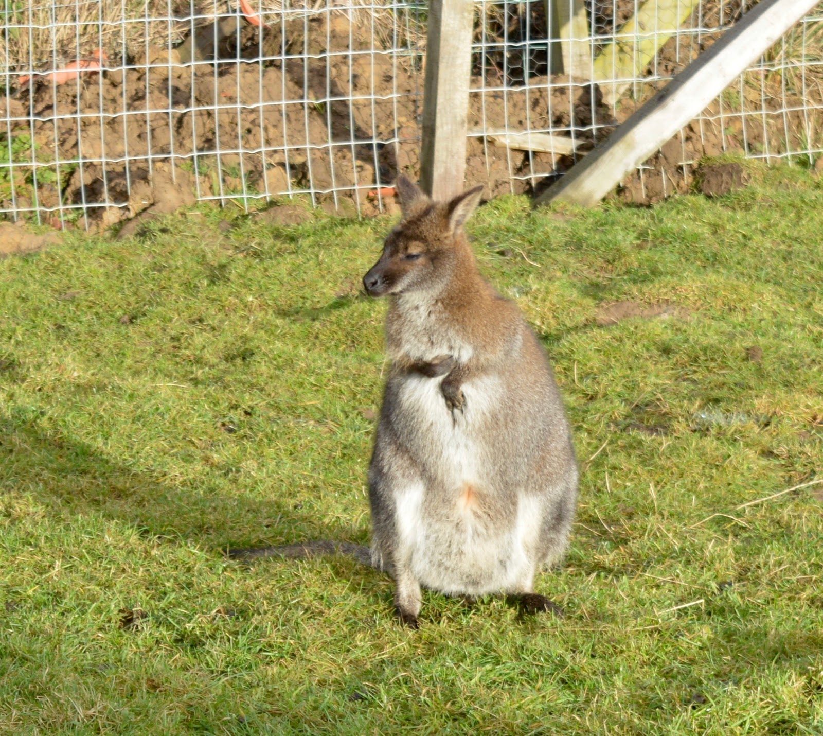 Northumberland Country Zoo Review North East Family Fun
