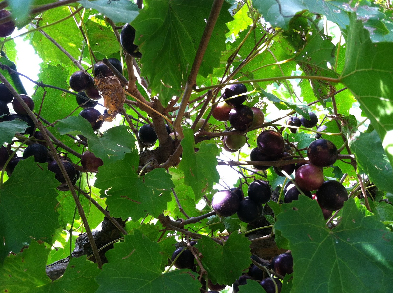 Charm of Carolina Muscadines are Ripe on the Vine