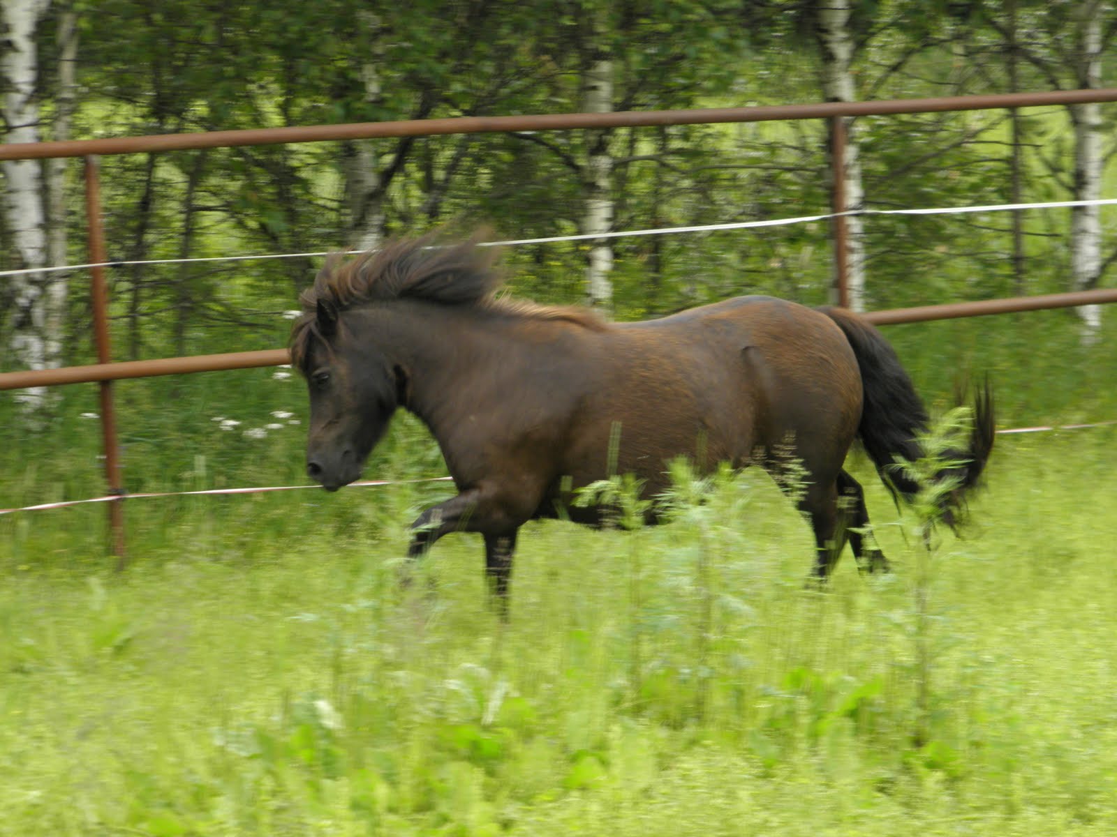 Pullea Musta Juhannusjuhlat