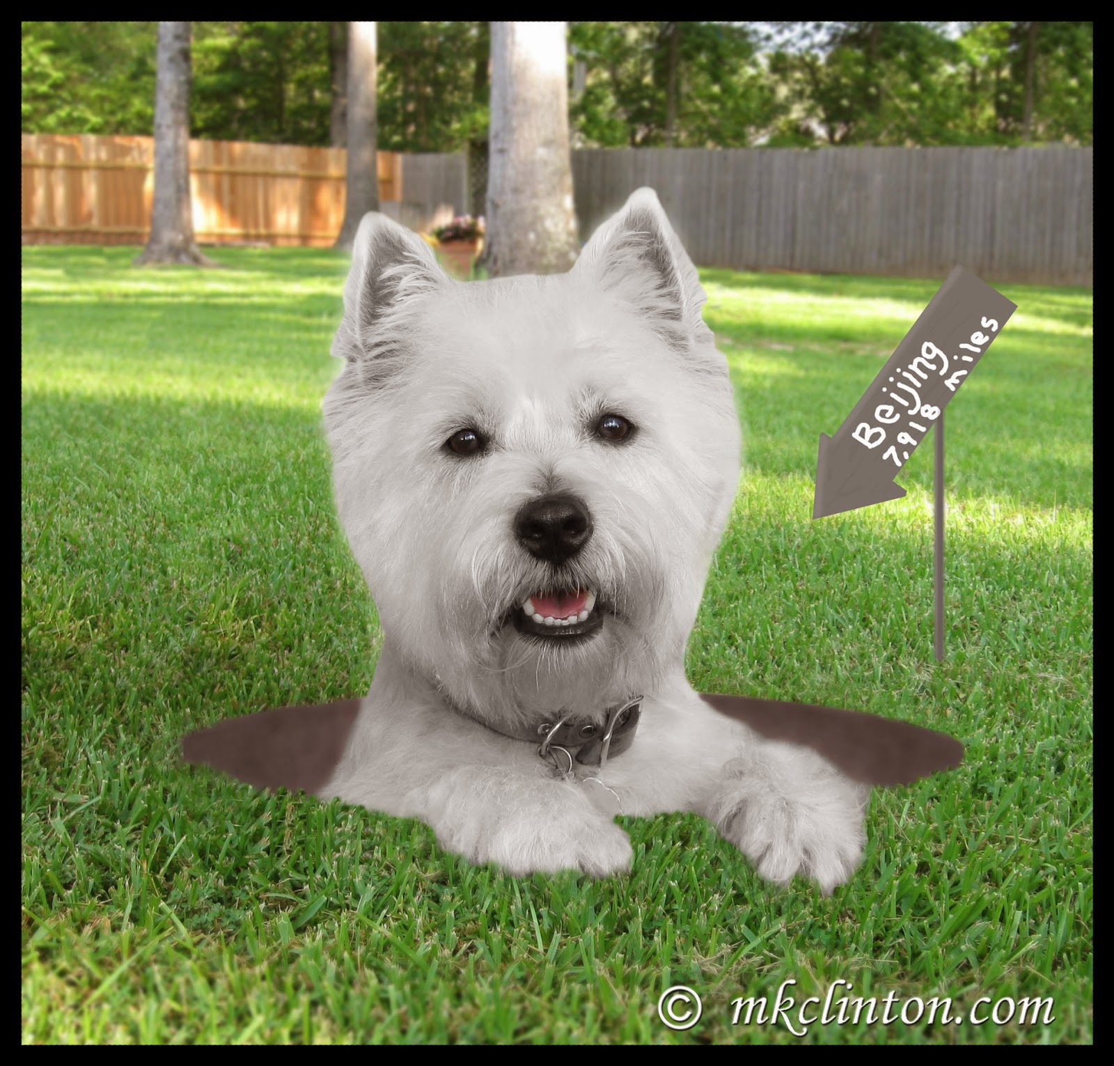 Does Citronella Stop Dogs From Digging? Rehome By