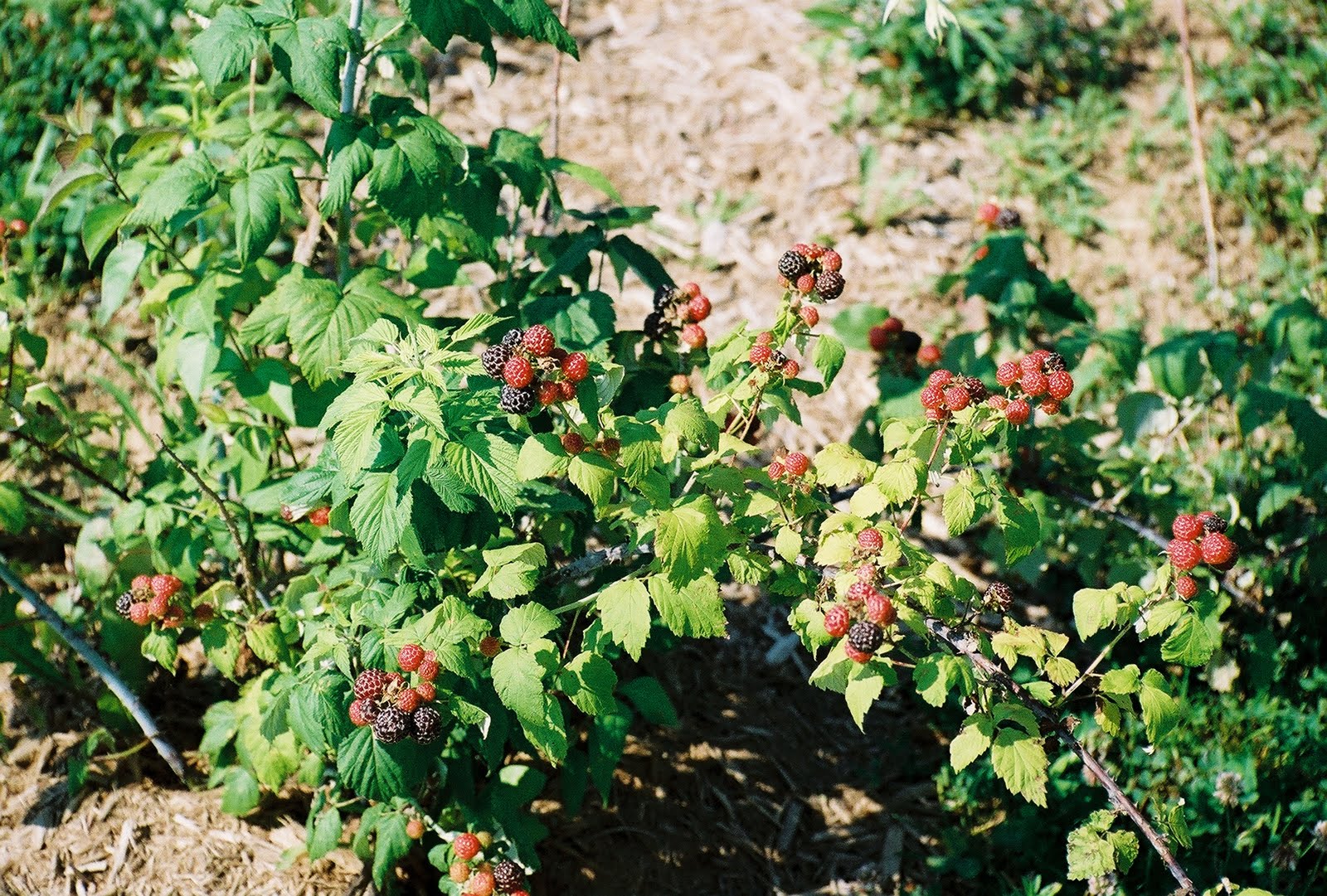 ALFRESCO Black Raspberry Season