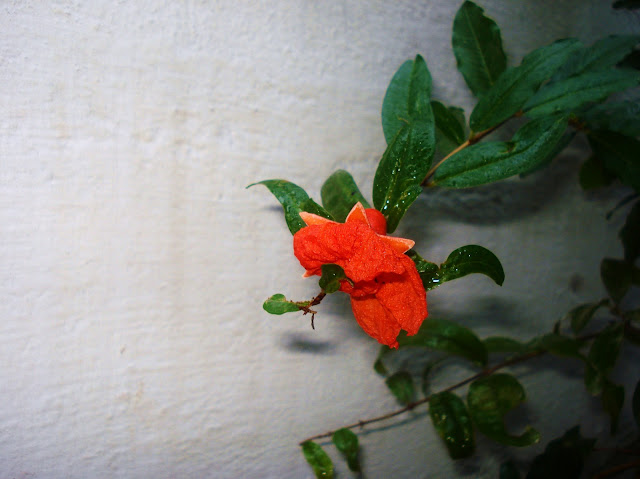 Pomegranate Blossom Focus - White Wall for Contrast A little closer on the Pomegranate Blossom Focus, attempting to use the white wall as half the background