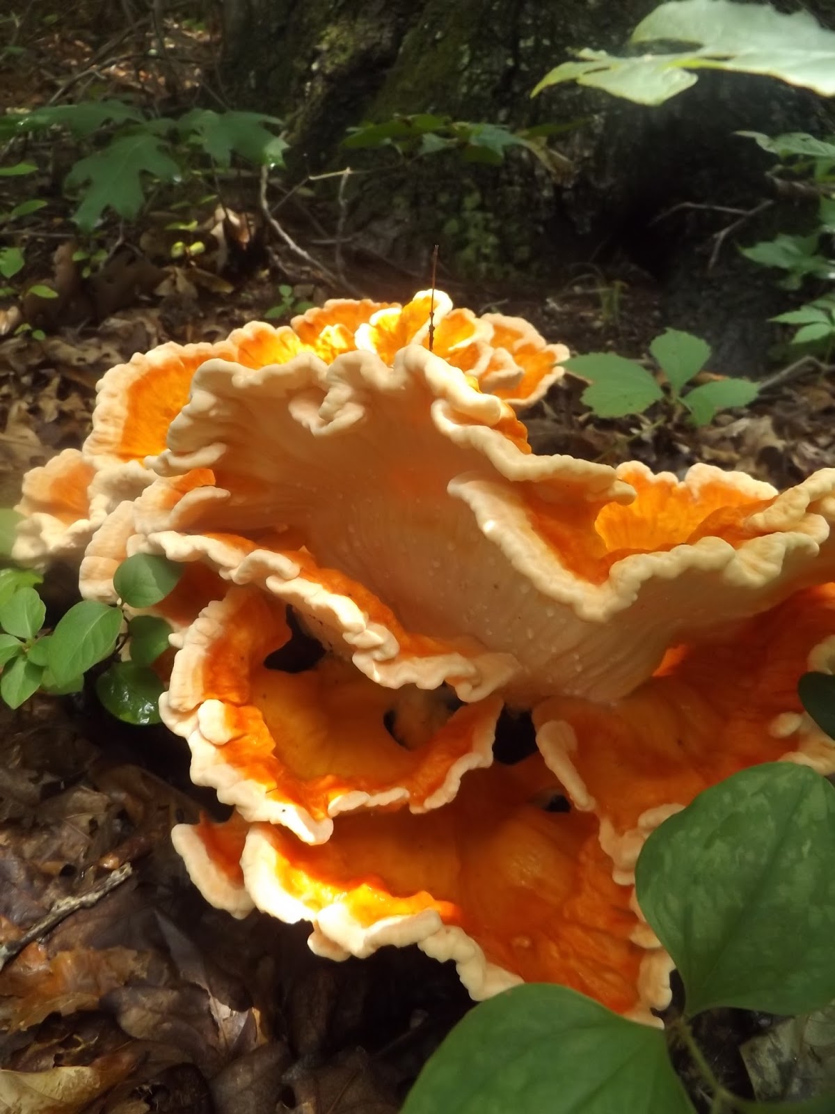 Vegans Living Off the Land Foraging Chanterelle & Chicken of the woods mushrooms in July